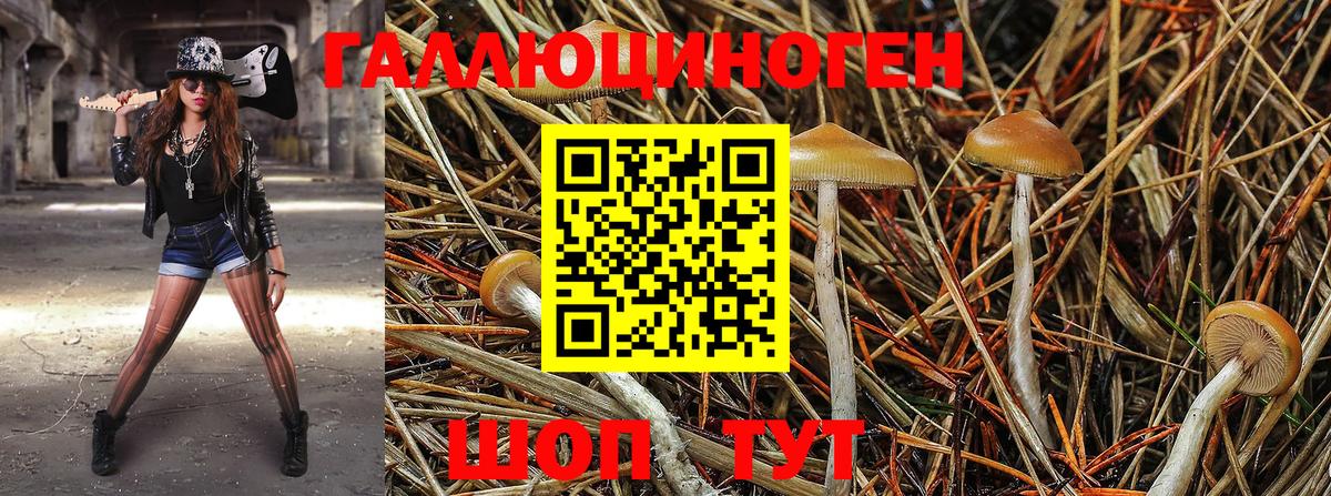 Псилоцибиновые грибы Psilocybine cubensis Ялта